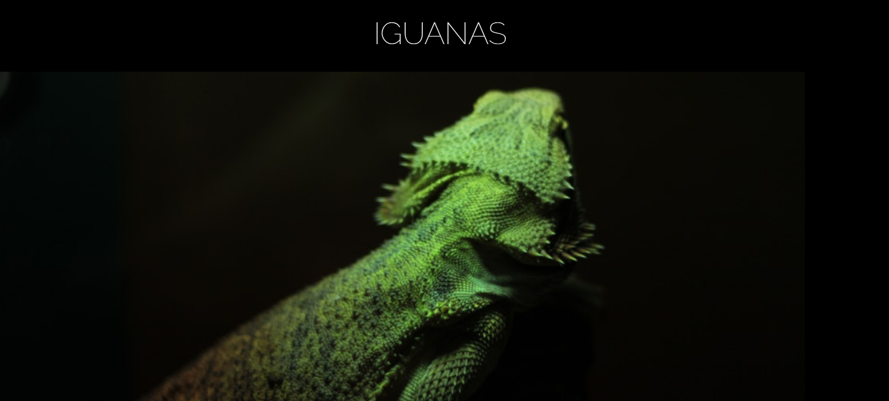 Foto Iguana Page